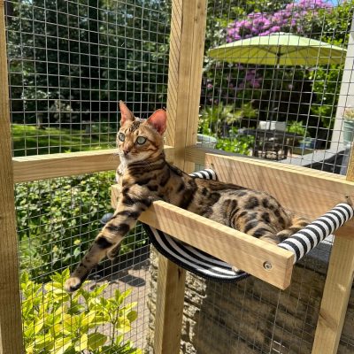 Bengal_Cat_Custom_Catio
