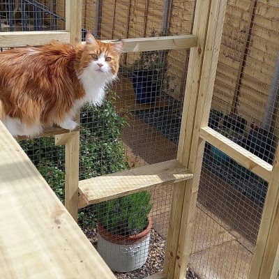 Park_Home_Catio_MaineCoone