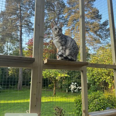 bengal-cat-in-custom-cat-enclosure Bengal cat in custom built cat enclosure