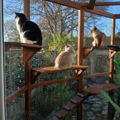 New Forest Catios - Coloured Custom Catio